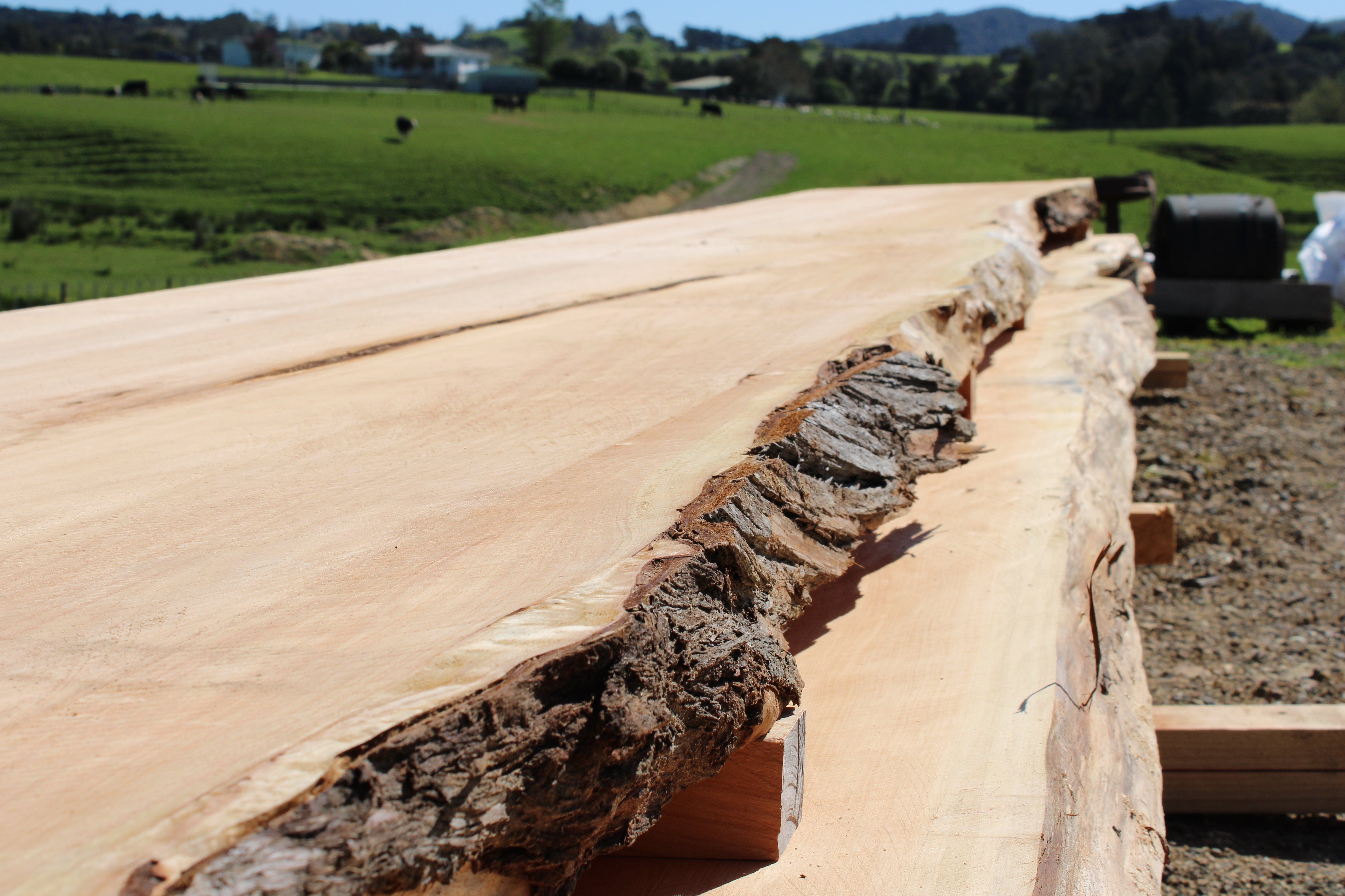 Macrocarpa Slabs